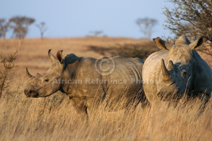 White Rhinoceros Duo