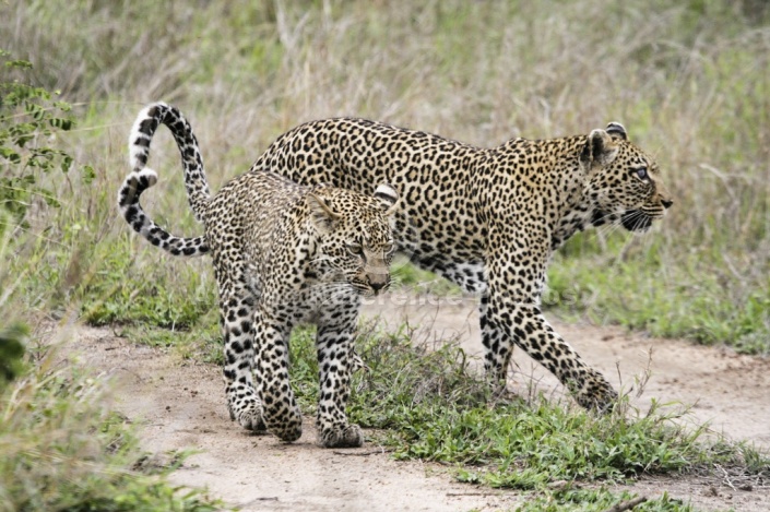 Leopard Mother with Juvenile