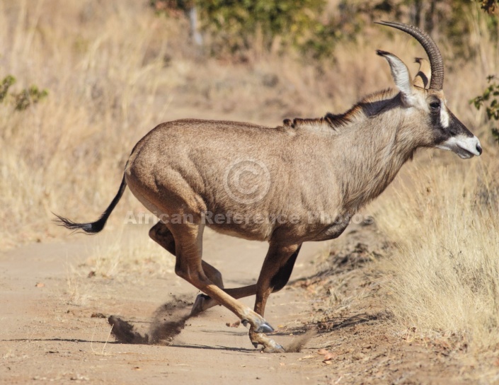 Roan Antelope Striding Out
