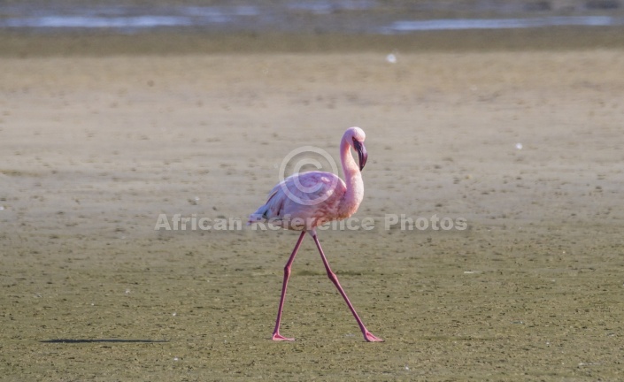 Lesser Flamingo on Beach