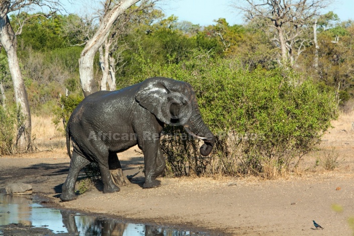 Elephant Leaving Waterhole
