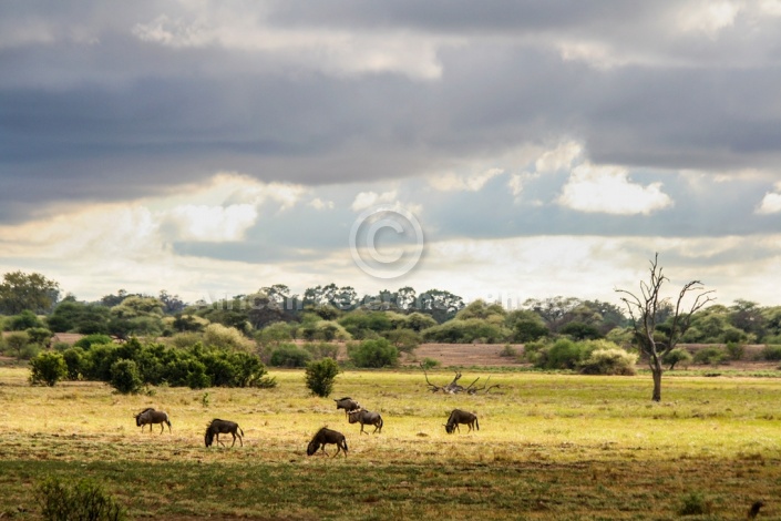 Wildebeest in Grassland