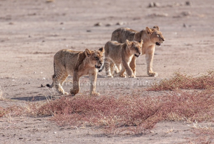 Lion Juveniles on the Move