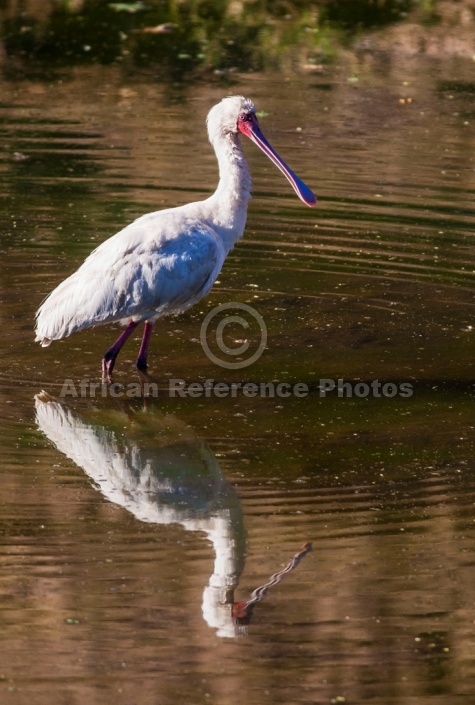 African Spoonbill Wading