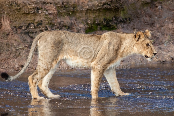 Young Lioness Standing in Shallow Water