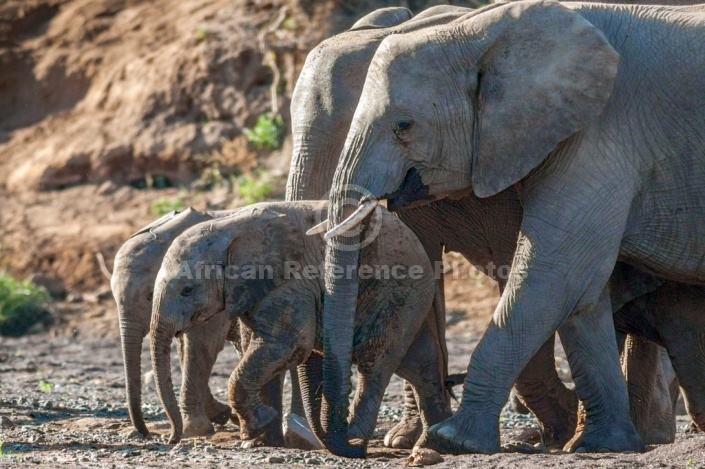 Elephant Youngsters and Adults
