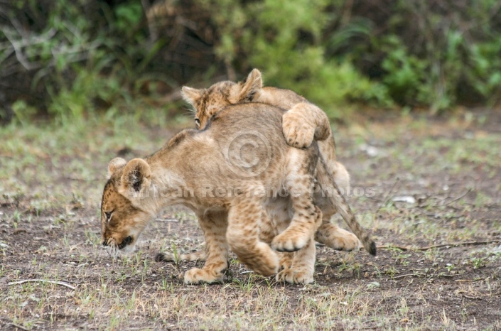 Lion Cub Honing Hunting Technique