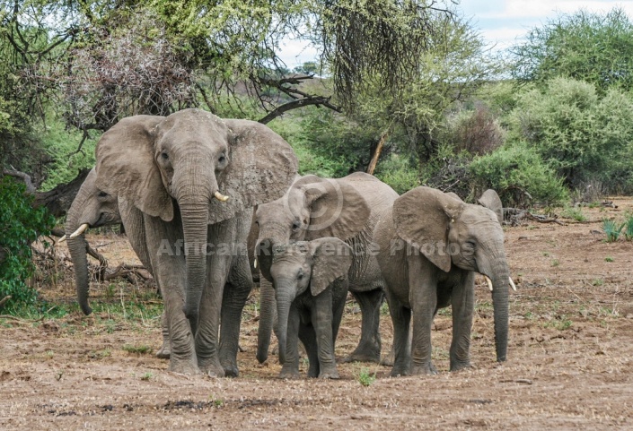 Elephant Group in Defensive Formation