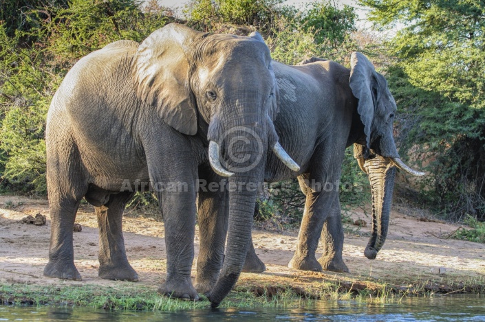 Elephant Pair Drinking from River