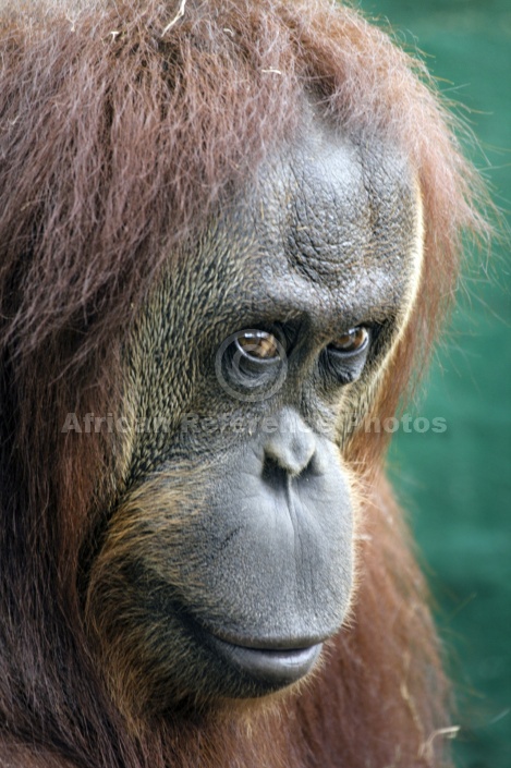 Captive Orangutan
