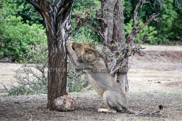 Lion Male Sharpening Claws on Tree Trunk