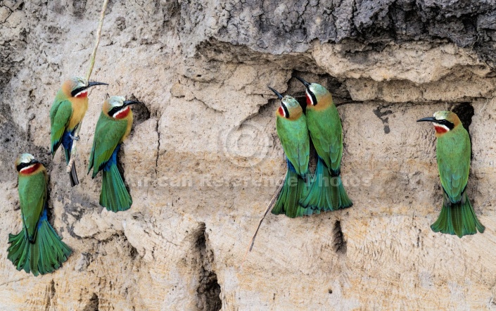 White-fronted Bee-eaters Nesting