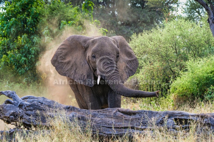 Elephant Sprayiing Dust
