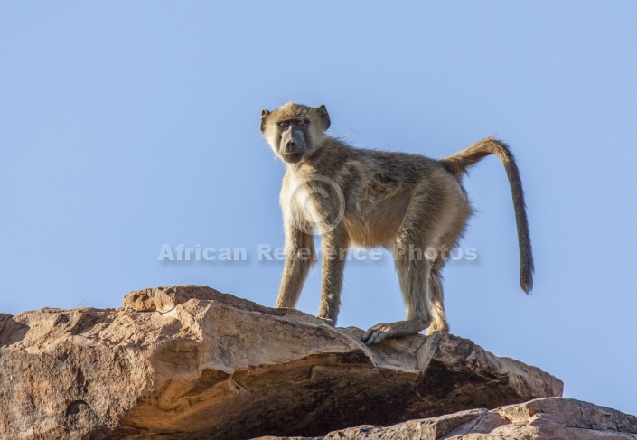 Baboon on Rocky Outcrop