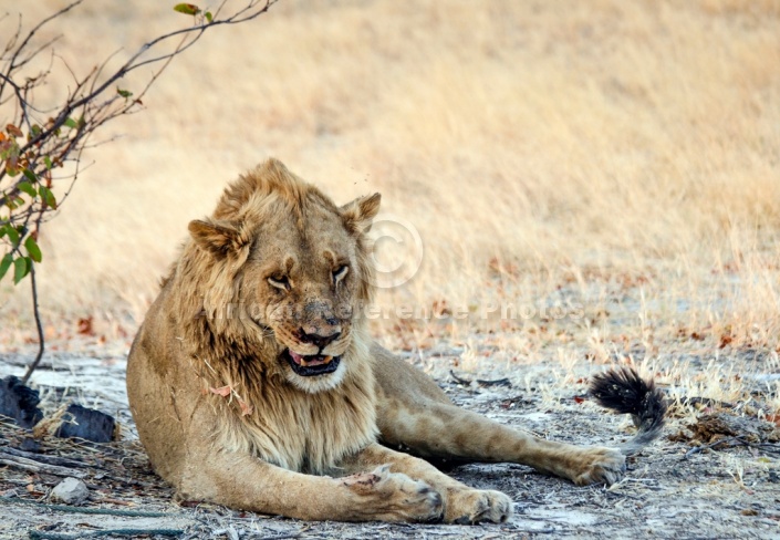 Lion Male Lying on Belly