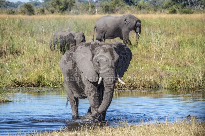 Elephant Wading in Water