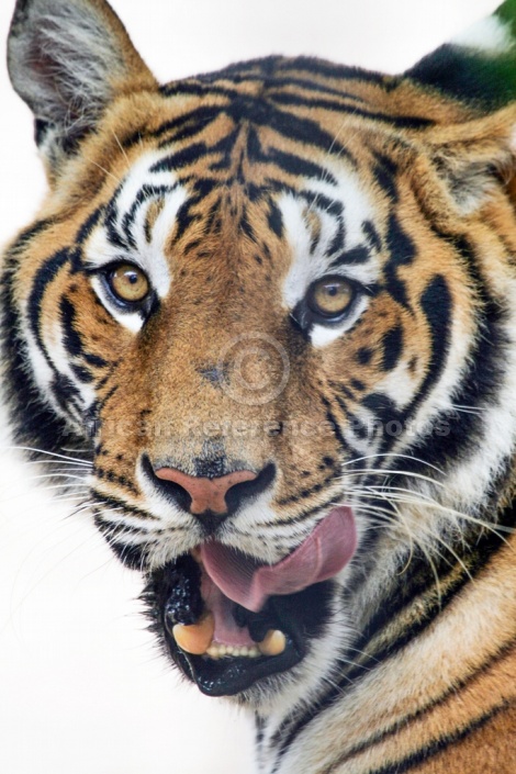 Bengal Tiger Licking Lips