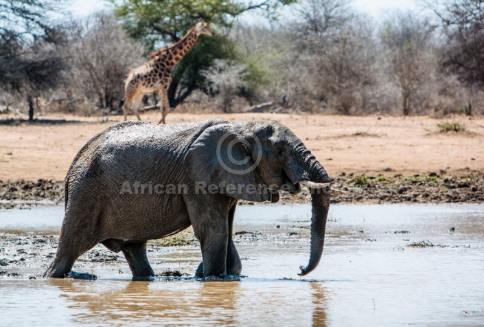 Elephant Wading in Muddy Pool