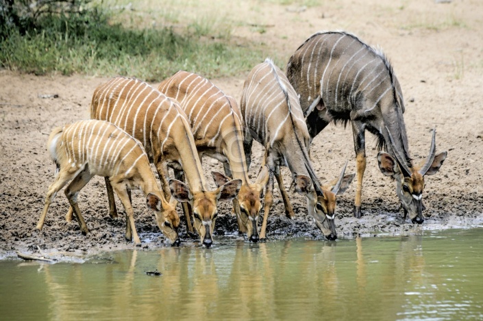 Nyala antelope group drinking