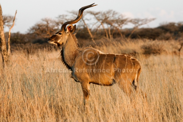 Kudu Bull, Side View