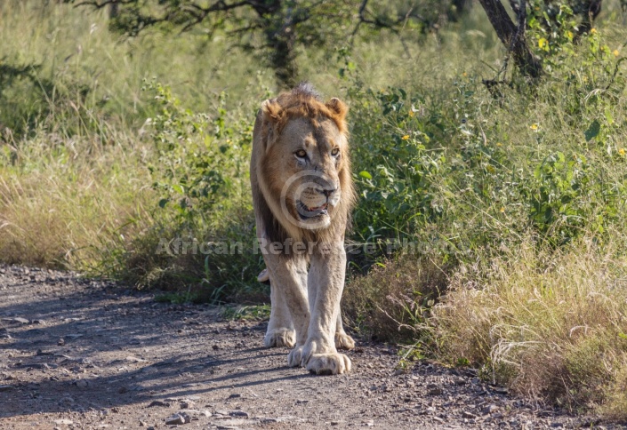 Lion Male on Patrol