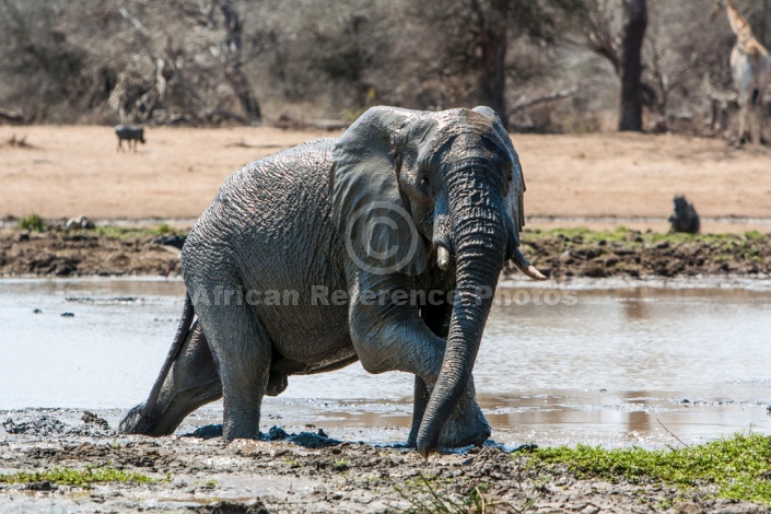Elephant Stepping from Muddy Pool