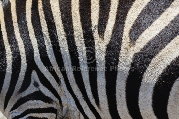 Zebra Hide Close-up