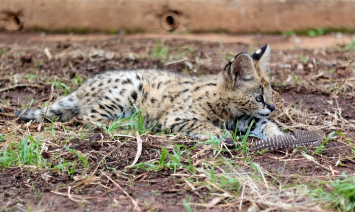Serval Kitten with Feather