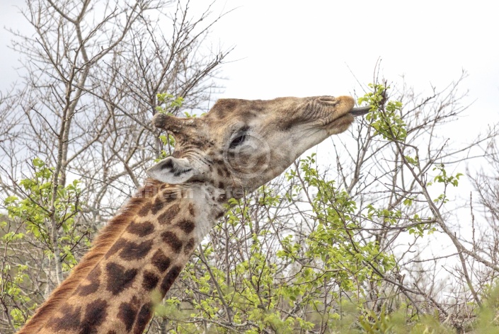 Giraffe Using Tongue to Feed