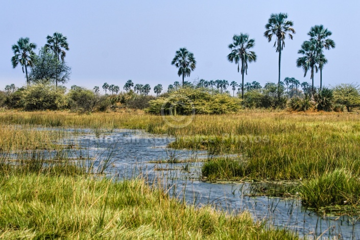 Okavango Delta Scenic with Palm Trees