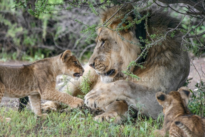 Lion Cub Sniffing Adult Male Lion