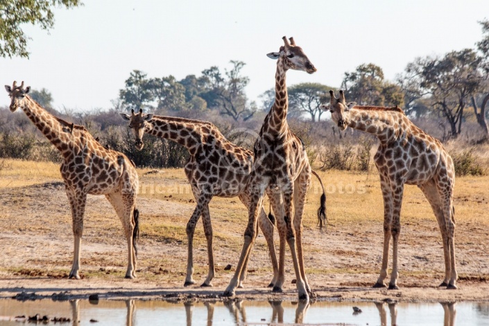 Group of Giraffe Preparing to Drink