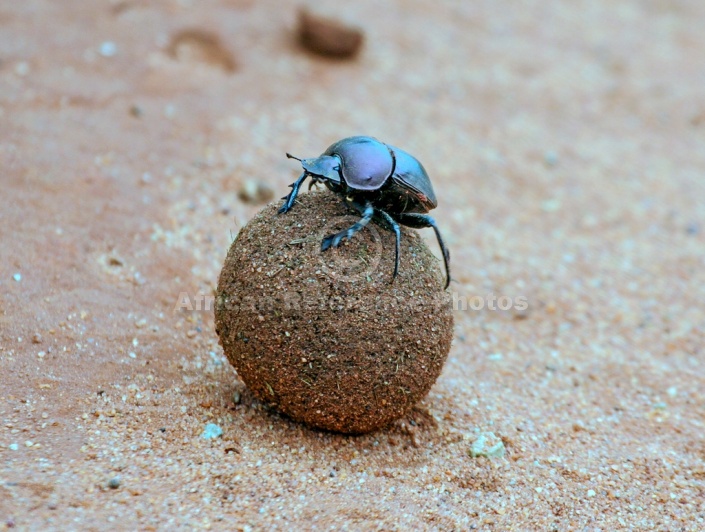 Dung Beetle Atop Dung Ball