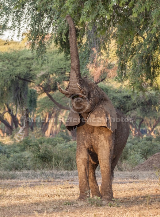 Elephant Stretching for Green Leaves