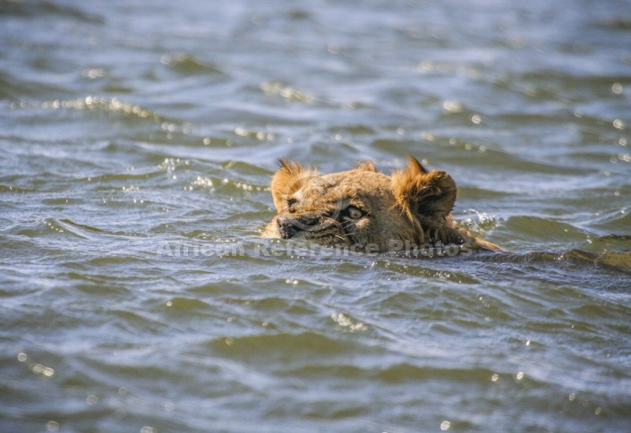 Lion Swimming in Zambezi River