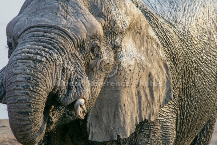Wet Elephant, close-up