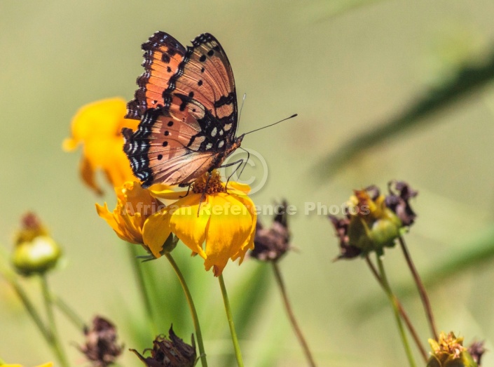 Gaudy Commodore Butterfly Seeking Nectar