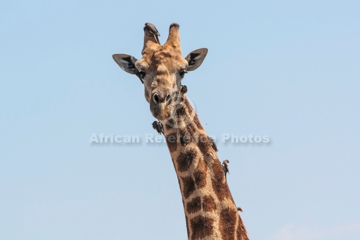Close-up art reference photo of giraffe male