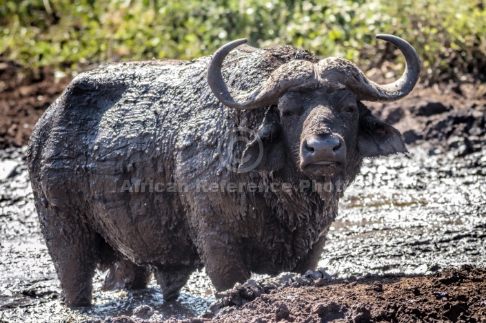 Buffalo Bull Covered in Mud
