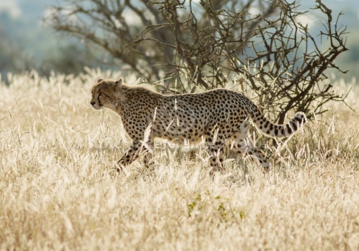 Cheetah Walking, Side-on View