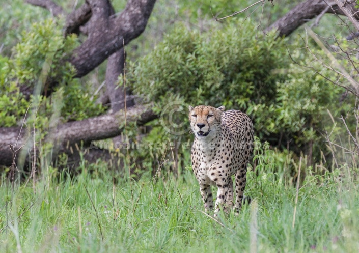 Cheetah Male, Front-on View