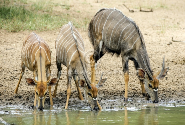 Nyala antelope trio