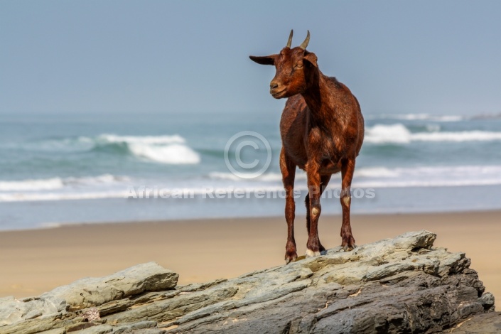 Goat on Rocks with Waves in Background