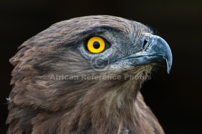 Brown Snake Eagle, Head Detail