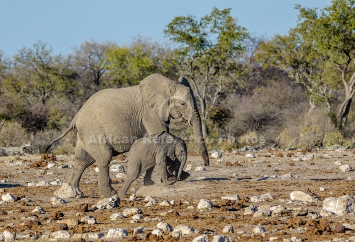 Elephant Mother and Youngster