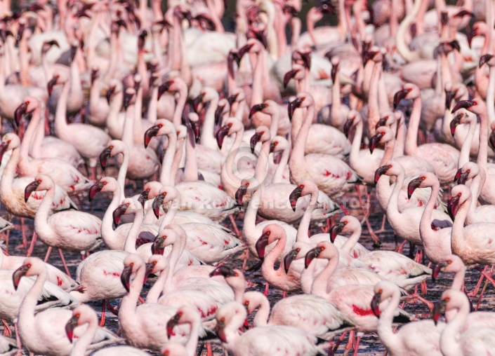 Lesser Flamingo Flock