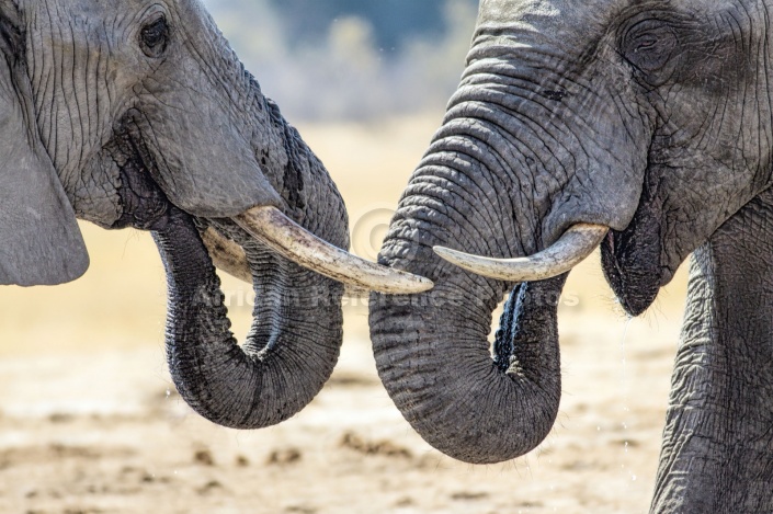 Elephant Pair, close-up