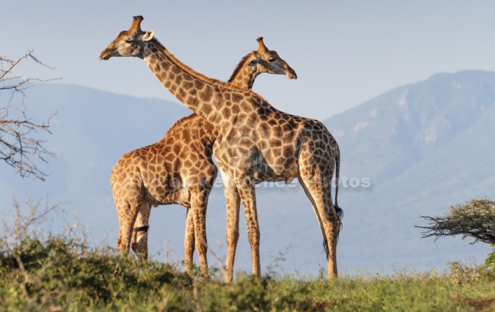 Giraffe Pair with Necks Crossed