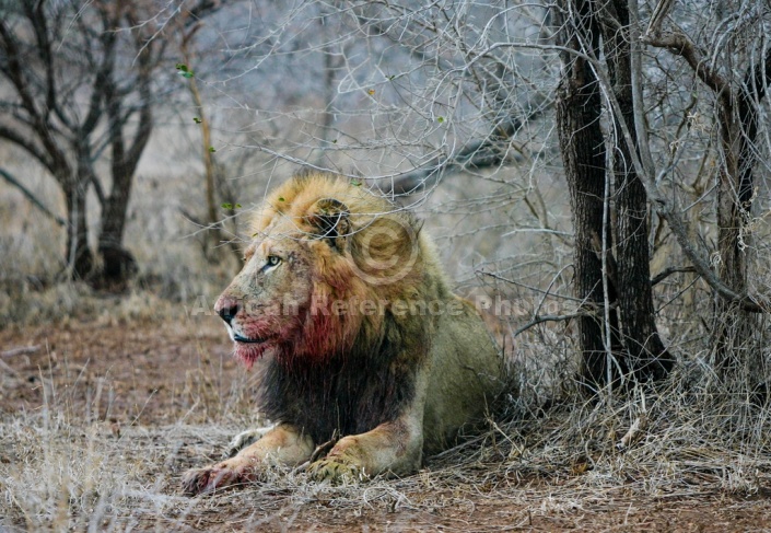 Male Lion After Feeding on Kill
