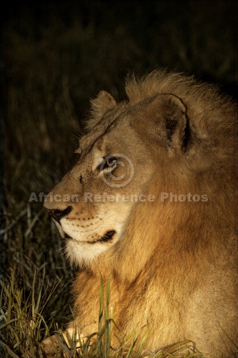 Lion at Night, Side View